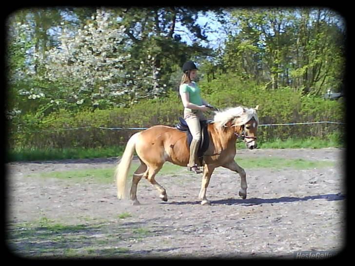 Haflinger Stoy "UDLÅNT - Stoy blære sig lidt <3 fordi at vi elsker hinanden <3 ! Fotograf : Annika min<3 INGEN AF MINE BILLEDER MÅ BRUGES PÅ ANDRE SIDER ELLER KOPIERES ! billede 15