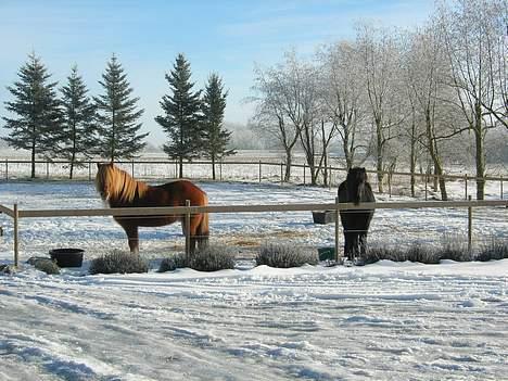 Islænder Blesi fra Østermølle Død  - Sne sne og atter sne. Men hvor er alt græsset henne billede 6