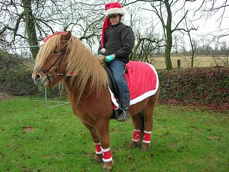 Islænder Blesi fra Østermølle Død  - endnu et julebillede billede 8