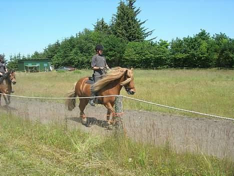 Islænder Blesi fra Østermølle Død  - Junior-lejr, hvor vi er ved at opvise.. Det var rigtig sjovt:P billede 9