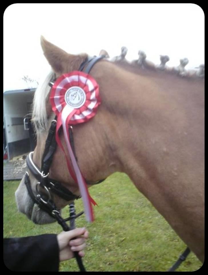 Haflinger Stoy "UDLÅNT - stævne i Tusenæs køre og rideklub. INGEN AF MINE BILLEDER MÅ BRUGES PÅ ANDRE SIDER ELLER KOPIERES ! billede 17