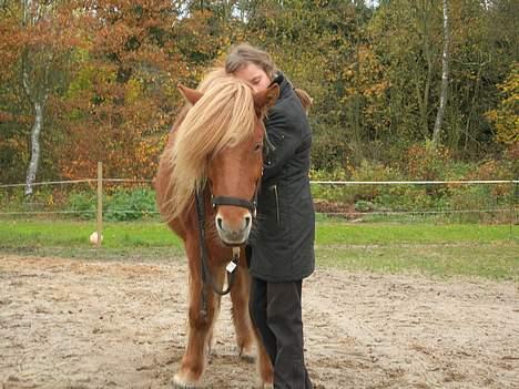 Islænder Blesi fra Østermølle Død  - iiih hvor holder jeg af den lille hest :) Så han skal have et stort knus billede 10