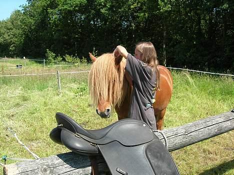 Islænder Blesi fra Østermølle Død  - der er meget man at skulle sætte op:P billede 11
