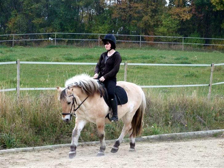 Fjordhest Bjarke Sax - Dressur d. 27 okt 07 billede 9