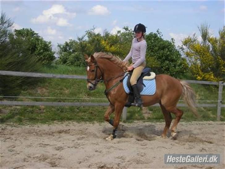 Hollandsk Sportspony Shakespears Hamlet Solgt - Miiq oq hamlet rider dressur.. : <3 billede 1