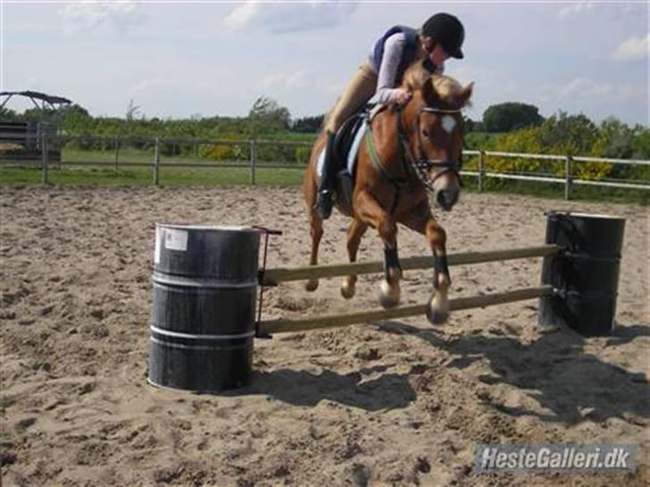 Hollandsk Sportspony Shakespears Hamlet Solgt - parade i LC -2 gallop / anden plads klubmesterskab (: billede 2