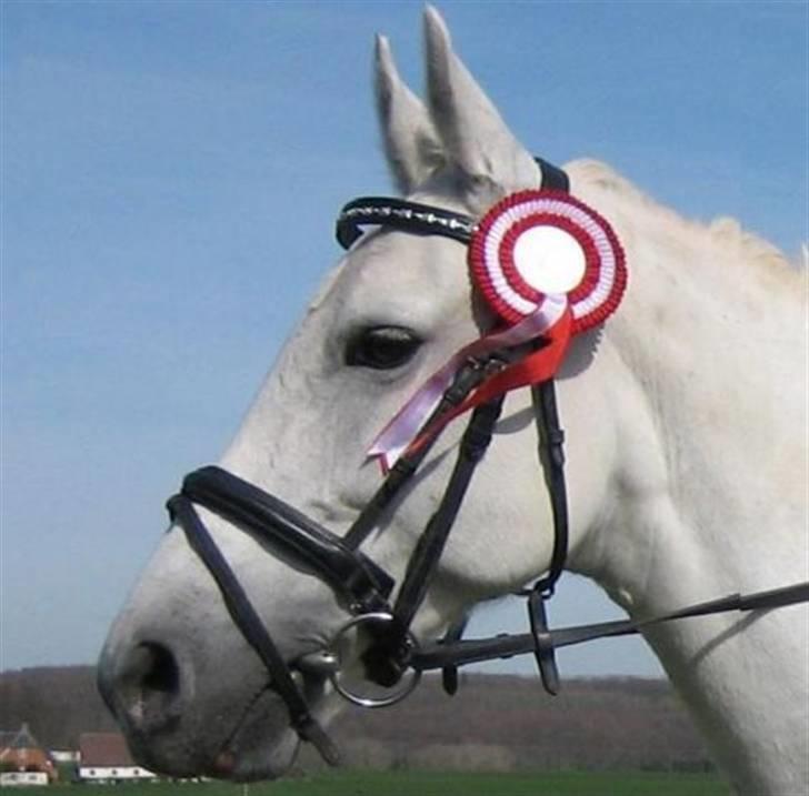 New Forest Firfod Aida billede 14