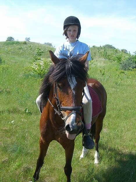 Welsh Pony (sec B) Cookie - miin overdejlige pony og jeg ude på en lille mark i hedeland(et dejligt naturområde) billede 1