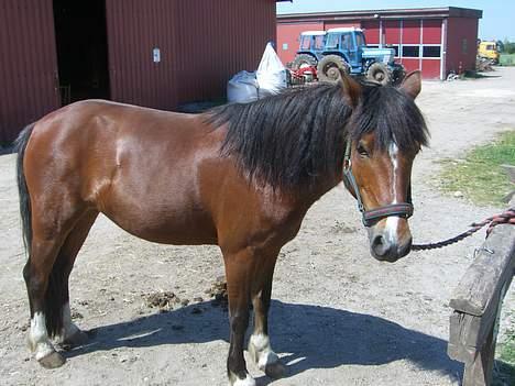 Welsh Pony (sec B) Cookie - miin overdejlige pony er igang med at blive striglet:D billede 2