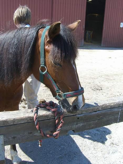 Welsh Pony (sec B) Cookie - miiinn cooker billede 3