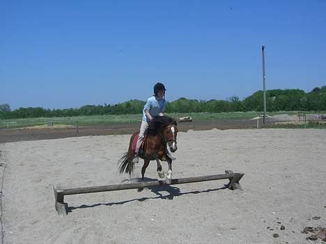 Welsh Pony (sec B) Cookie - mig og cookie der springer billede 4