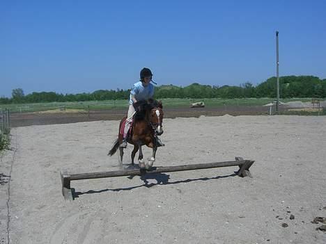 Welsh Pony (sec B) Cookie - mig og cook der springer igen billede 5