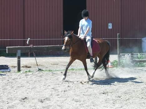 Welsh Pony (sec B) Cookie - her træner mig og cooksen dressur billede 6