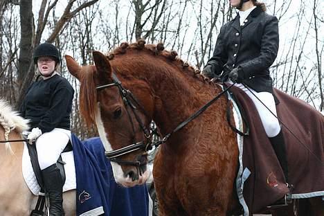 Hollandsk Varmblod Rolanda(Fie) <3 R.I.P. - Fies smukke hovede billede 7