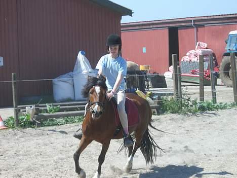 Welsh Pony (sec B) Cookie - dressur...igen:D billede 7