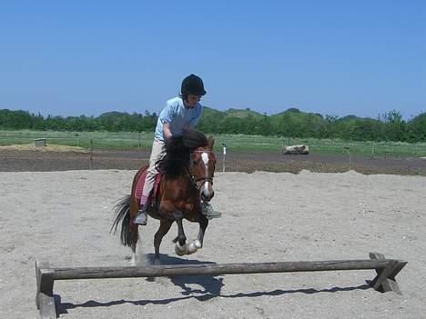 Welsh Pony (sec B) Cookie billede 8
