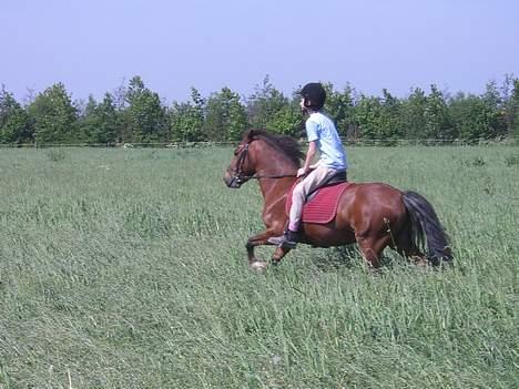 Welsh Pony (sec B) Cookie - mig og cook galoperer i det høje græs på marken( der er blevet tjekket for huller:D) billede 9