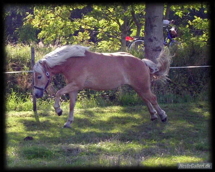 Haflinger Andy kastanjegaard*solgt* - Velkommen til min lille vildbasses Profil <3 billede 1