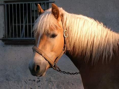 Haflinger Andy kastanjegaard*solgt* - Andy som 2 årig . Lige da jeg købte ham . <3 billede 2
