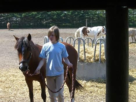 Welsh Pony (sec B) Cookie - mig og cookie på vej ind i stalden:D billede 10