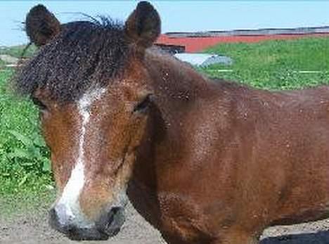 Welsh Pony (sec B) Cookie - miiinnn smukzak billede 11