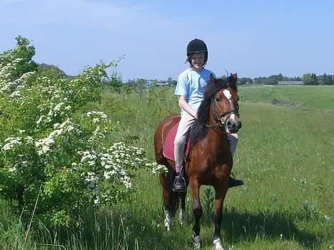 Welsh Pony (sec B) Cookie - mig og cookie ude på marken ved en flot blomsterbusk billede 12