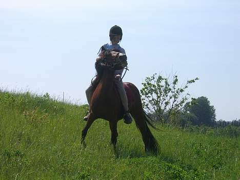 Welsh Pony (sec B) Cookie - en vildhest?? eller ej?? :P billede 13