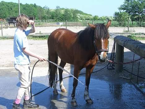 Welsh Pony (sec B) Cookie - jaa...endelig afkøling:D billede 15