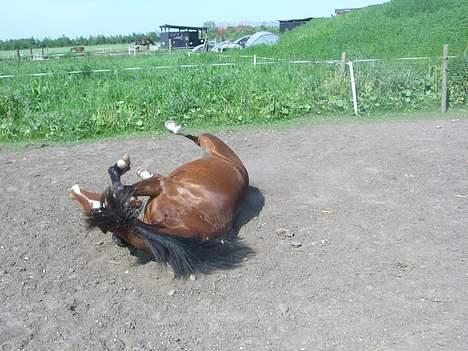 Welsh Pony (sec B) Cookie - cookie der ruller sig billede 16