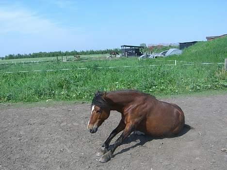 Welsh Pony (sec B) Cookie - også skal man sidde lidt ned...ahhh billede 17