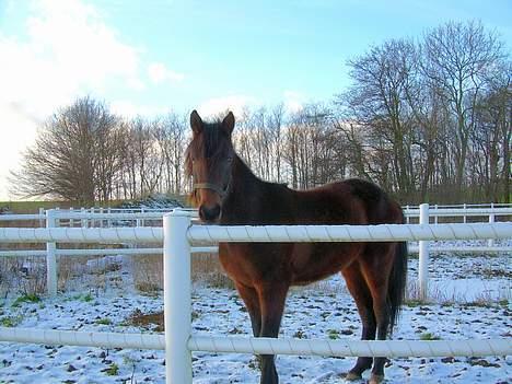 Traver Nostredamus Spirit - Kigger ud til Diana billede 14