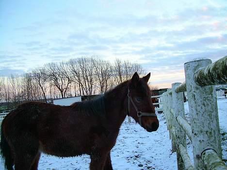 Traver Nostredamus Spirit - Næsten lige fravendt billede 15