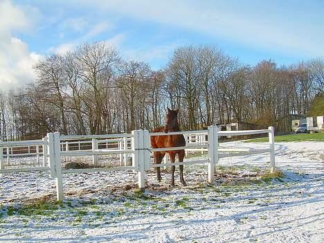 Traver Nostredamus Spirit - Kigger mod Stalden billede 16