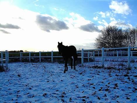 Traver Nostredamus Spirit - Fuld krop billede 17