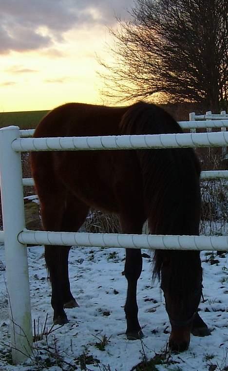 Traver Nostredamus Spirit - Ser om der er noget græs under sneen billede 18