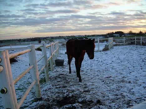 Traver Nostredamus Spirit - Går op mod fotografen for at se om der vanker noget godt billede 19