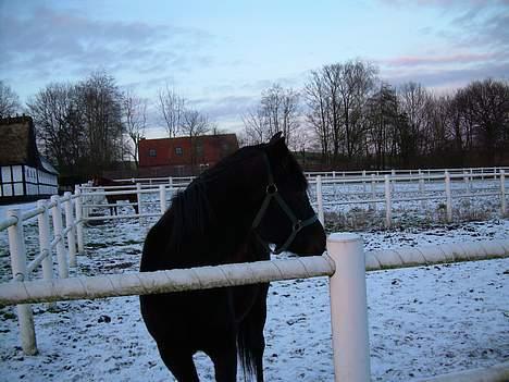 Traver Nickodemus Spirit - Her kigger jeg på en af hopperne der bliver trukket på fold WOW billede 10