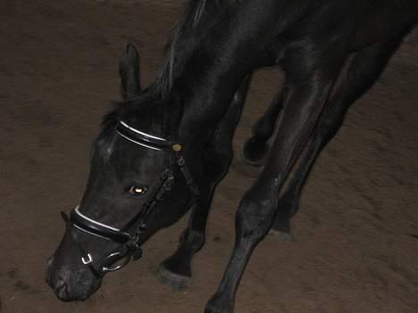 Anden særlig race Chanell *R.I.P.* - her lugter godt.. en tur i ridehuset. Chanell er 3 år, på dette billede. billede 7