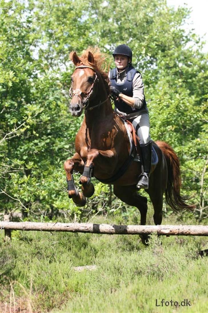 Anden særlig race Figaro <3 - Ude og ride en jagtrute 29. Juli 2007. Taget af www.lfoto.dk billede 8