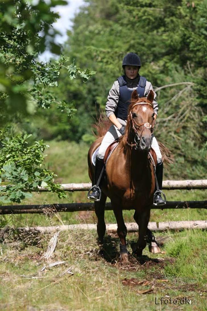 Anden særlig race Figaro <3 - Ude og ride en jagtrute 29. Juli 2007. Taget af www.lfoto.dk billede 9