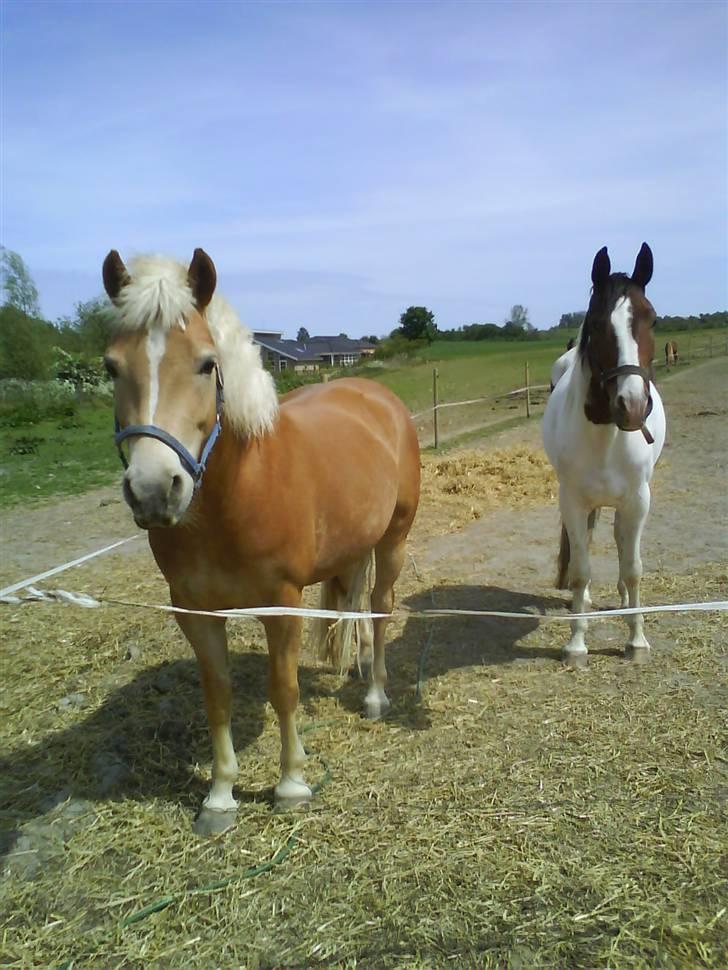Haflinger Andy kastanjegaard*solgt* - på fold <3 billede 3
