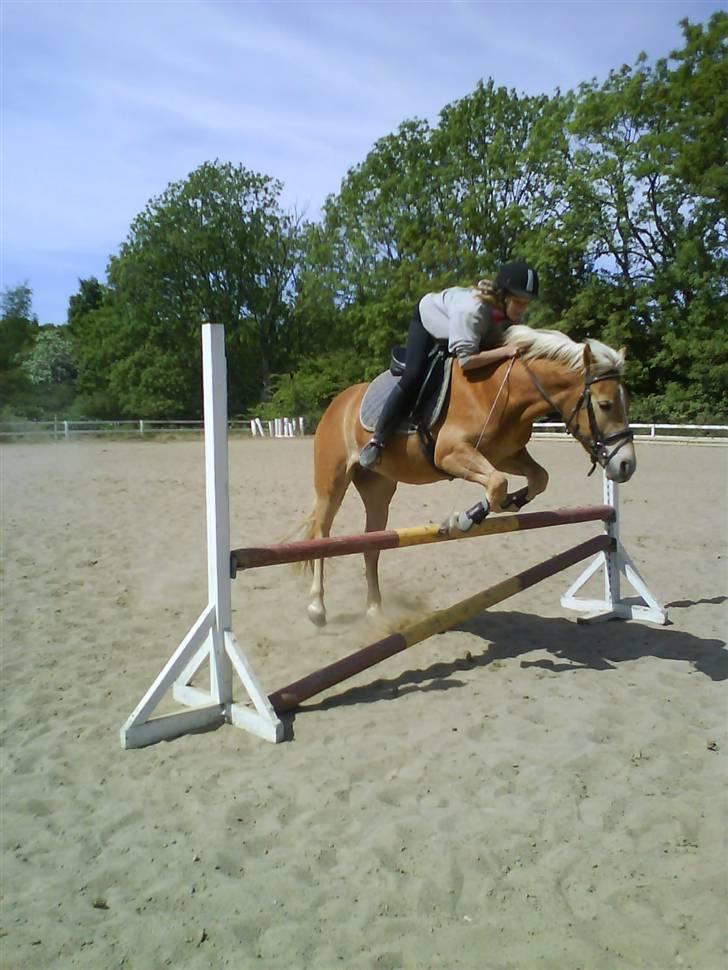Haflinger Andy kastanjegaard*solgt* - sommer træning <3 red egenlig dressur men tog li et lille hop ; ) når man er springrytter er det svært at modstå! ;D billede 4