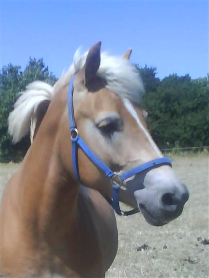Haflinger Andy kastanjegaard*solgt* - love you so much <3 billede 5