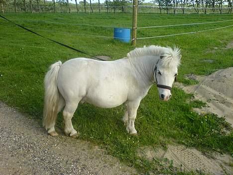 Shetlænder Riffer.R.I.P - Han er vist en rigtig fotogen hva´?( BILLEDERNE MÅ IKKE KOPIERS DET ER MINE!! ) billede 1