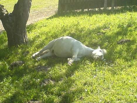 Shetlænder Riffer.R.I.P - Død,, håå nej... Ej han ligger bare og sover i skykken, heeh billede 2