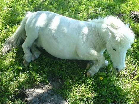 Shetlænder Riffer.R.I.P - Han er træt ud.. billede 3