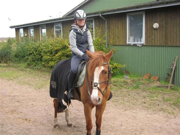 New Forest Reijnders Donna - Alfivet - Genoptræning (´: <3333 billede 3