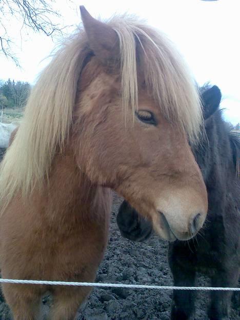 Islænder Silja fra Godthåb[SOLGT] - billede 1 billede 1