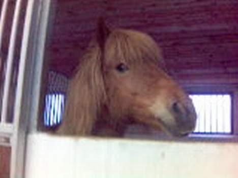 Islænder Silja fra Godthåb[SOLGT] - billede 2 billede 2