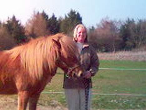 Islænder Silja fra Godthåb[SOLGT] - billede 3 billede 3